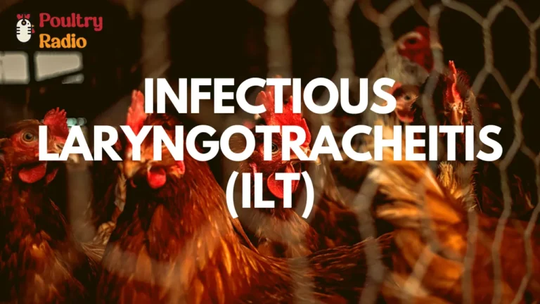 Infectious laryngotracheitis (ILT)