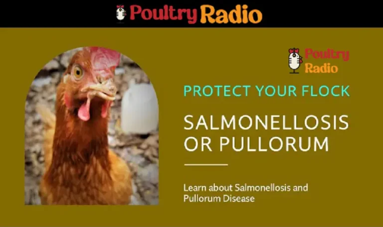 Detect and Protect Salmonellosis in Poultry