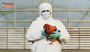 Is avian influenza zoonotic Disease ?
