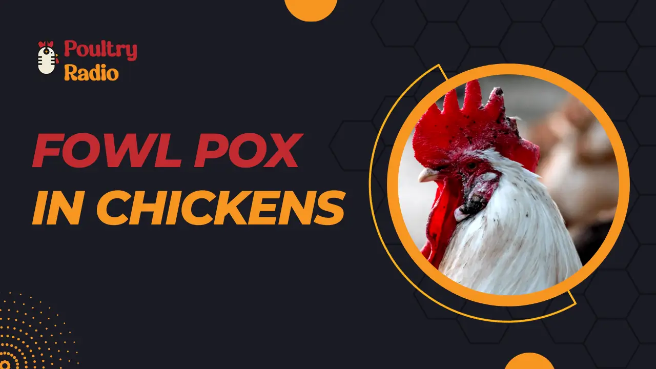 Fowl Pox