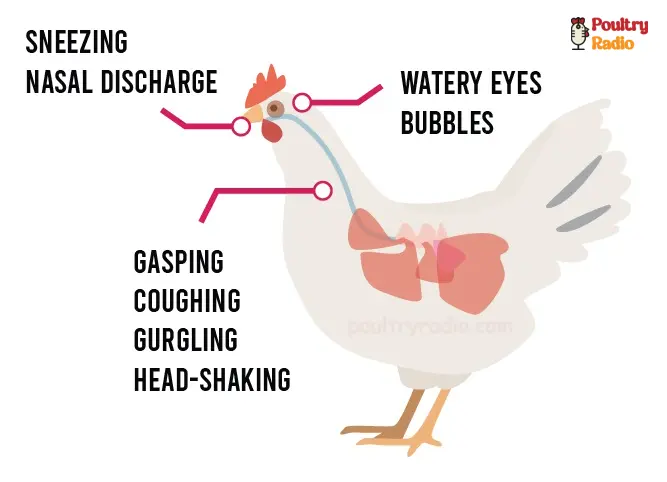 symptoms of avian infectious laryngotracheitis ILT