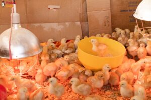 Guarding Your Flock: 5 Common Chicken Diseases and Their Treatments
