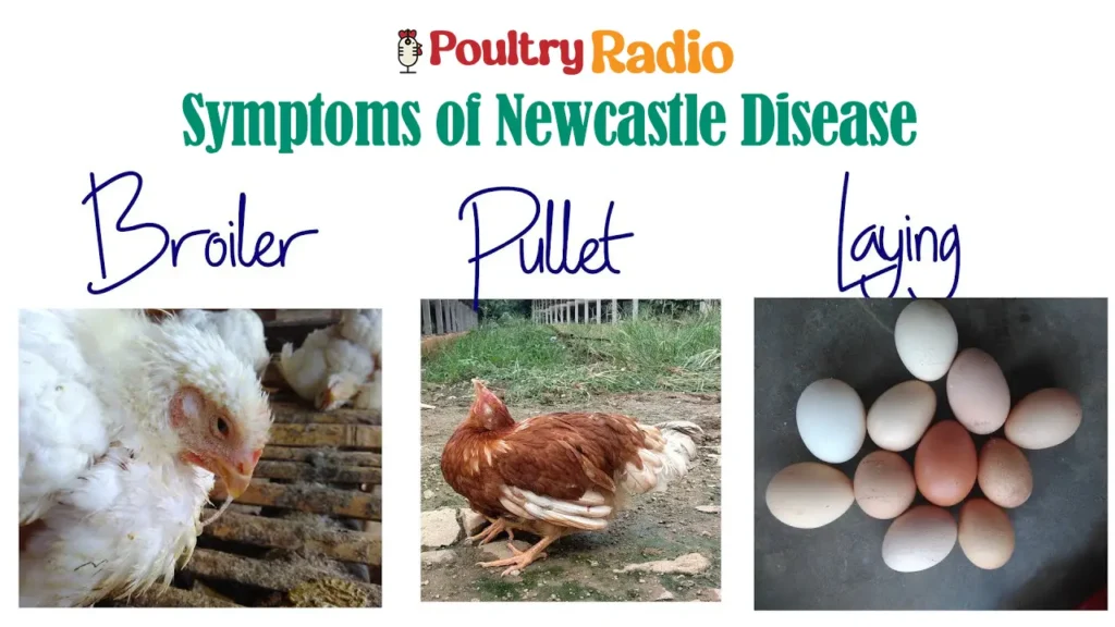 symptoms of newcastle chicken disease