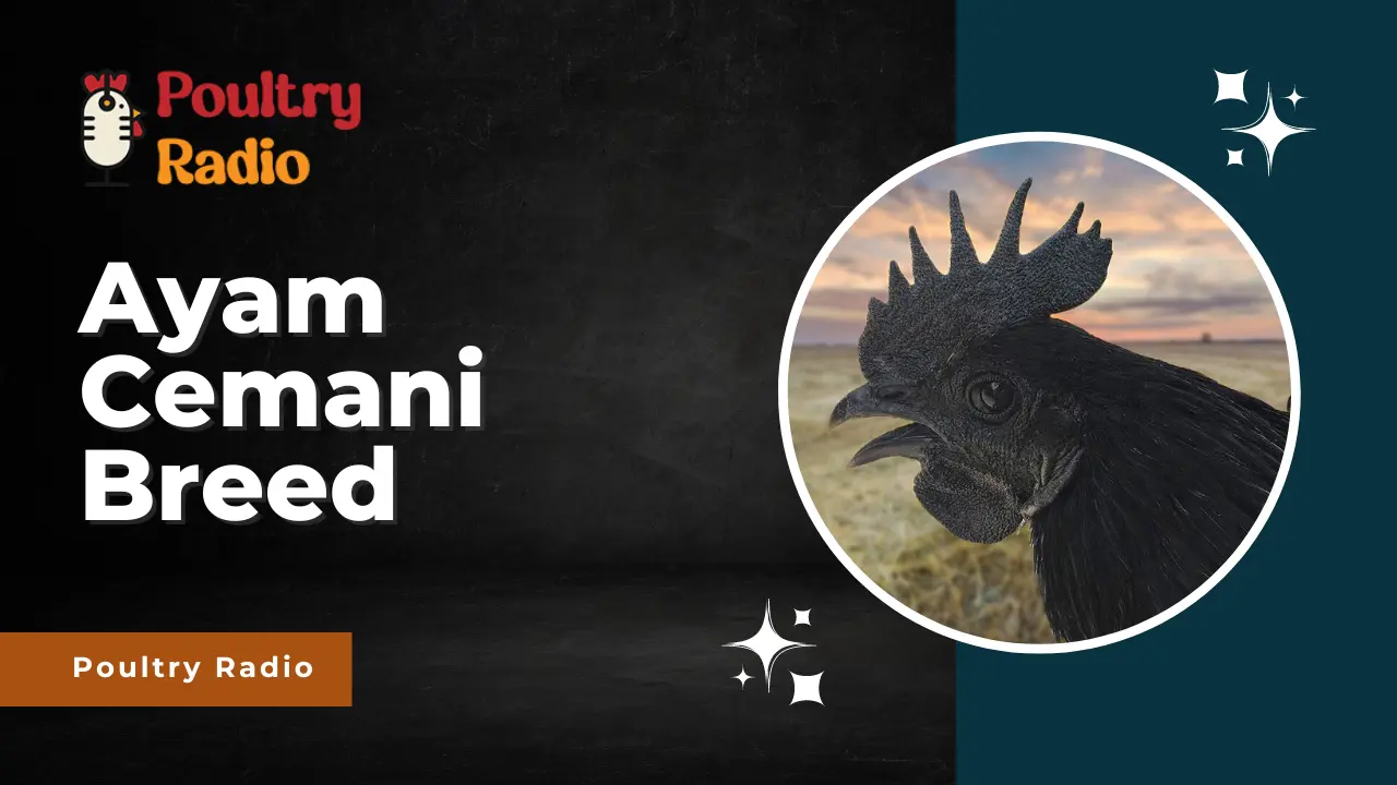 Ayam Cemani by Poultry Radio