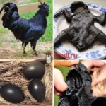 ayam cemani black by Poultry Radio