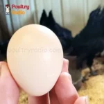 ayam cemani egg