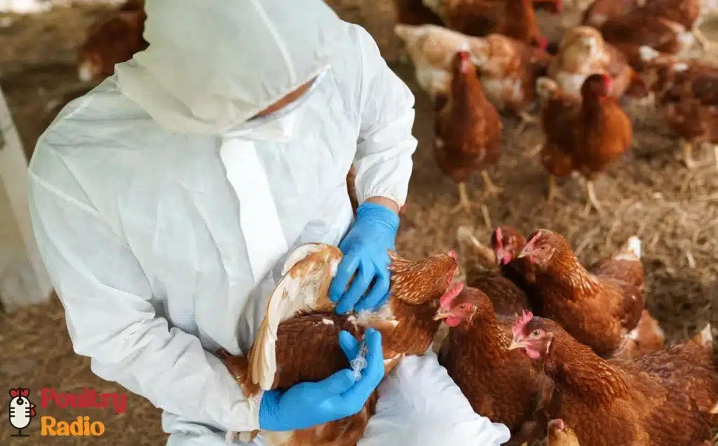 zoonotic disease of poultry