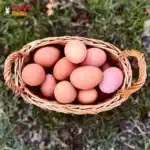 top 10 best egg laying chickens