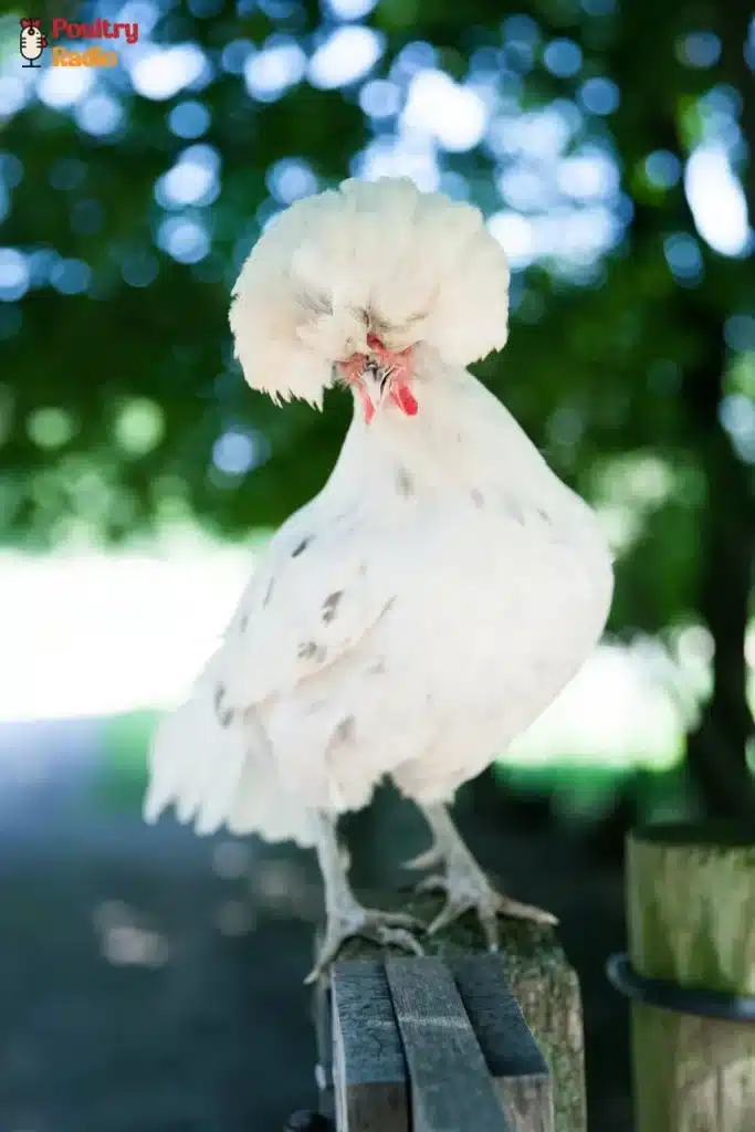 Appearance of Polish Chicken