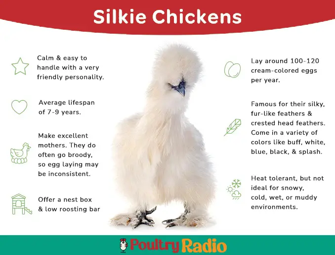 Silkie Chickens Breed characteristics