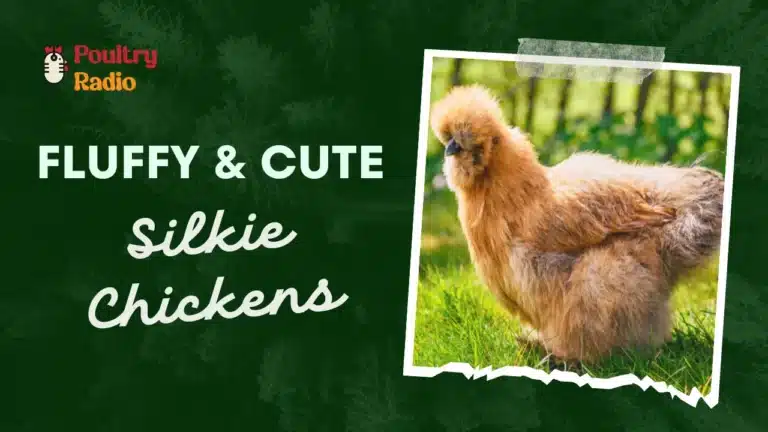 Silkie Chickens (silkies)