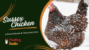 Sussex Chicken: A Breed Review & Characteristics