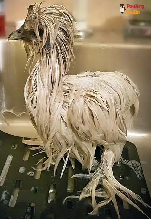 A wet silkie chicken
