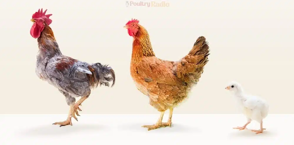 How Do Chickens Mate Picture by Poultry Radio