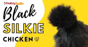 Black Silkie Chicken Breed: All in One Guide