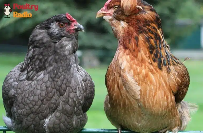 chicken mating