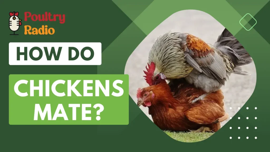 how do chickens mate