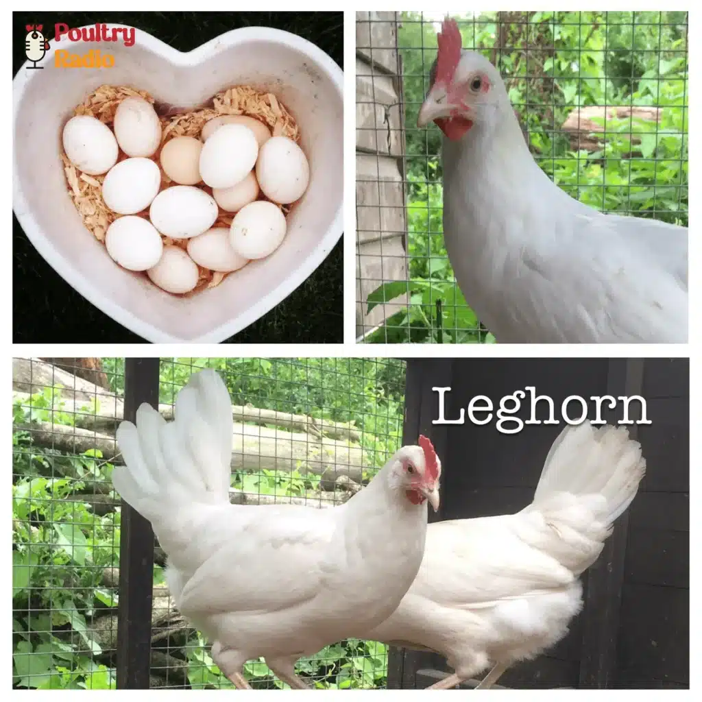 Leghorn Chicken
