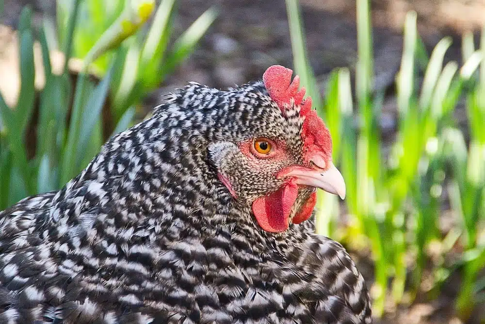 Plymouth Rock Chicken by Poultry Radio
