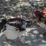 chicken cockfighting 3 by Poultry Radio
