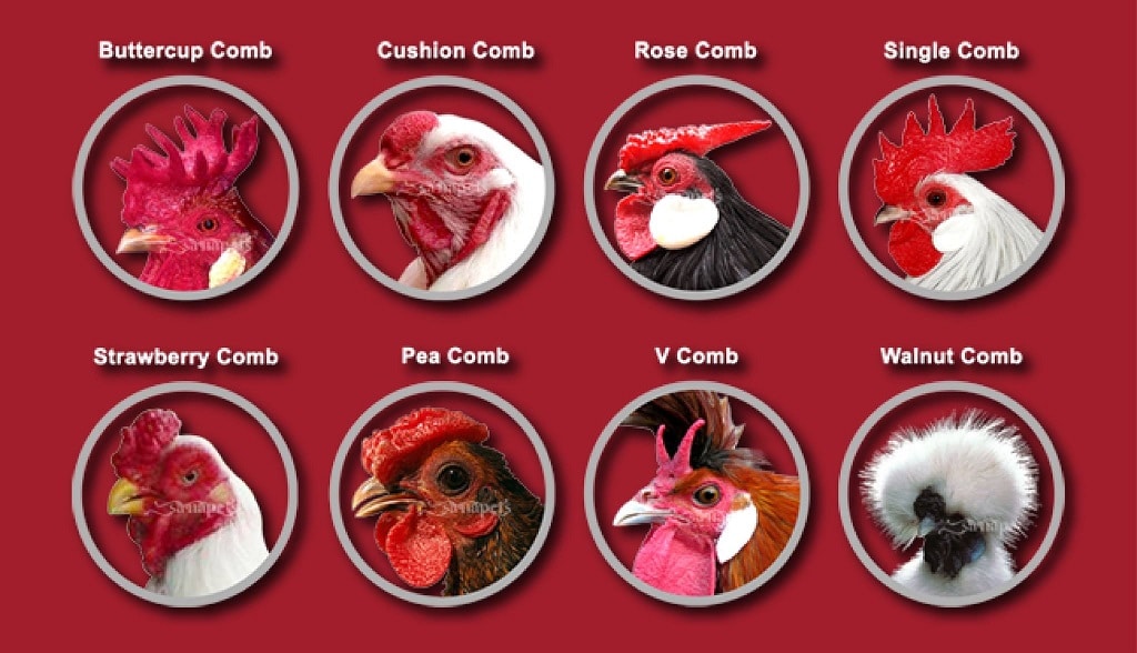Chicken Comb Types