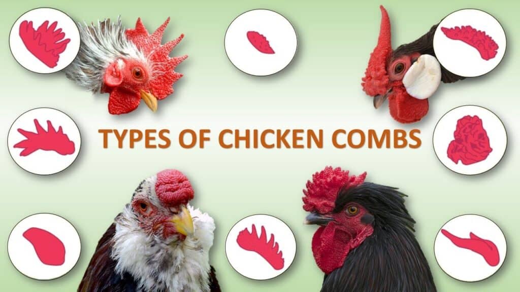 Various Chicken Comb Types